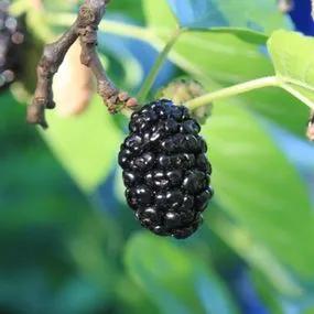 Black Mulberry Tree (Morus nigra) 1